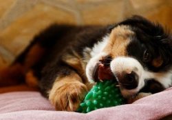 And in Switzerland, unlike other European countries, there were no canine organizations to prote ...