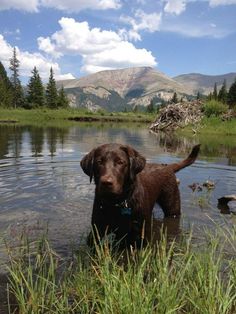 Some Labradors do not mind “chewing” on humans, so the best solution for them is to find a toy t ...
