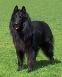 Groenendael is a sociable dog. He treats children warmly, as if “grazing” them, protects and pro ...