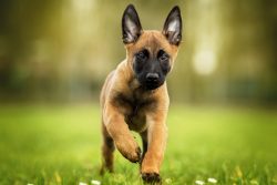 The main difference between Malinois and other species of the Belgian Shepherd Dog is the coat.  ...