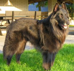 The Groenendael is indifferent to animals in the house. Cats and rodents are of little interest  ...