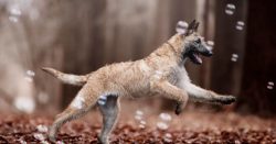 Good-natured and obedient dogs, perfectly amenable to training and training. Easily memorize new ...