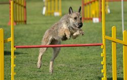 From early childhood, Laenois puppies need to be taught discipline and obedience. At the age of  ...