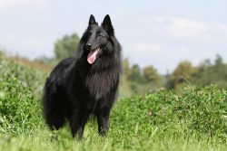 It is important to bathe your pet periodically using a special shampoo and conditioner – t ...