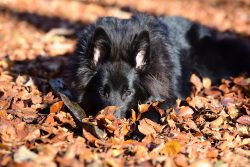 Keeping a pet of this breed in an apartment is problematic. He will feel much better in a privat ...