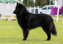 A freedom-loving dog cannot live on a chain. Ideal living conditions for him will be his own ins ...