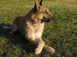 Laquenois is a working herding dog. Unrivaled protector and guardian of sheep flocks. In her hom ...