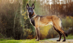 The Malinois is a serious breed that requires control by the owner. Such a dog is not recommende ...