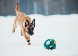 The ideal conditions for keeping Malinois are a private house and a personal plot. On the site,  ...