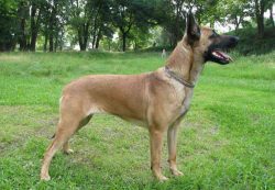 Now many keep Malinois as a companion dog, a guide. Participate in a pet in different competitio ...