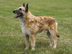 This species of the Belgian Shepherd, known since the Middle Ages, is the smallest. The Laekenoi ...