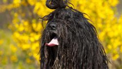 The Bergamasco is similar in nature to other herding dogs, but they are more independent. They a ...
