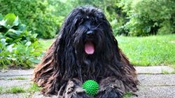 The luxurious coat of the Bergamasco will require patience and time from the owner of the dog. T ...