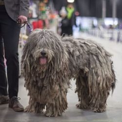 Hair care requires a lot of attention, so most often the owners of Bergamasco entrust hair care  ...
