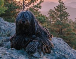 Bergamasco Shepherd Dogs are distinguished by a strong immune system and good health, they quick ...