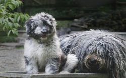 Bergamasco can be kept in a spacious city apartment, but the dog will require many hours of outd ...