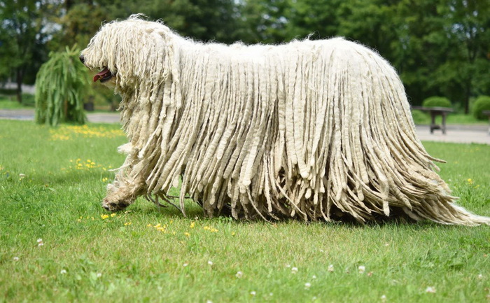 Independent, intelligent, and self-minded, the Bergamasco is not a docile dog at all. This breed ...