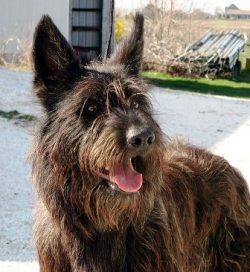 The Picardy Shepherd Dogs (also called Berger Picard) are hardy and muscular, but elegant, mediu ...