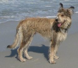 The prototype of the breed is the dog Tambour, owned by Emil But. Nowadays, the Picardy Shepherd ...
