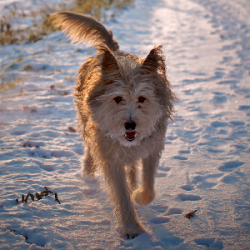 Dogs of this terrier-like breed are distinguished by an intelligent look, activity, and alertnes ...