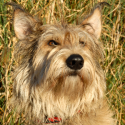 According to some reports, the Picardy Shepherd Dogs were separated into a separate breed in 189 ...