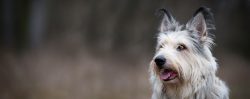 These dogs are famous for their exceptionally strong constitution and balanced character. 