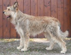 Berger Picard needs a lot of socialization as a puppy to help him grow into a confident dog. If  ...