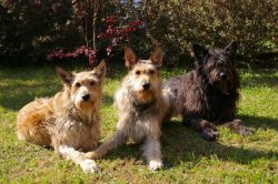 Start introducing your Berger Picard puppy to as many people, places, animals, and things as pos ...