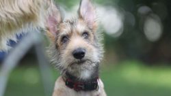 Start introducing your Berger Picard puppy to as many people, places, animals,  and things as po ...