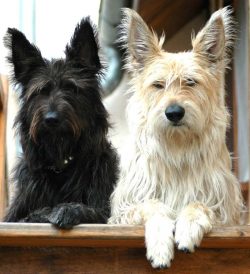 Most purebred dogs are prone to developing certain inherited conditions. Several known health pr ...