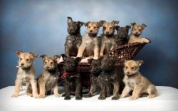 The Berger Picard American Club collects breed data through surveys and publishes informal infor ...