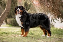 Bernese Mountain Dogs are subject to compulsory socialization, and the sooner you start teaching ...