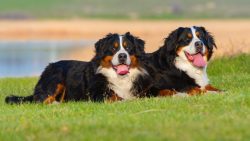 The reference bite is a scissor bite, but in some cases, a pincer (straight) variant is also acc ...