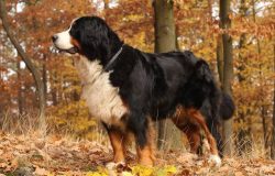 NeckMedium length, well muscled with the prominent nape and well-developed withers. 