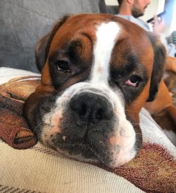 The coat of the Boxers is short and sheds moderately. The color of some dogs is deep red, while  ...