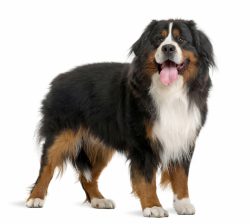 In general, Mountain Dogs are patient and affectionate, respecting a person. Speaking of respect ...