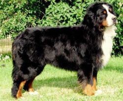 Age from 4 to 8 months is a period of maximum disobedience and pranks. At this time, the dogR ...