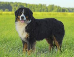 Bernese Mountain Dogs mature later than other breeds, so complex training should only be practic ...