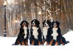 Pet training should begin with wearing a collar and the simplest commands “Come to me!R ...