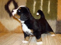 From the first months of life, begin to smoothly wean the dog from spontaneous hops. While the a ...