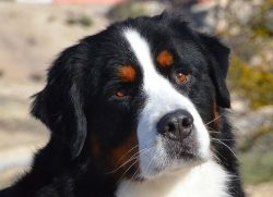 A home for a Bernese mountain dog can be either a village cottage or a city apartment. It is mor ...