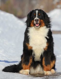 If the pet will live in an apartment, it is best to give him a corner on the balcony (provided t ...