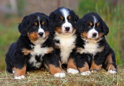 Bernese Shepherd Dogs are supposed to be walked twice a day, while it is desirable to combine wa ...