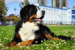 Since the Bernese Mountain Dogs shed intensely, it is necessary to comb them every day. But bath ...
