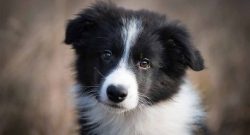 In relations with other animals, this breed either remains neutral or tries to make friends. 
