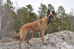 We walk Malinois twice a day. At the same time, the dog repeats training lessons with the owner  ...