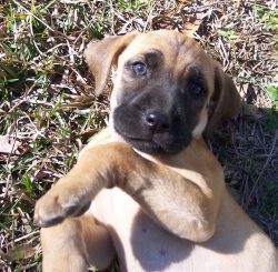 With proper socialization as a puppy and appropriate acquaintance with other animals, the Black  ...