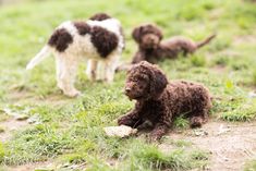 It is recommended to wean puppies from their mother no earlier than 2.5 months in order to devel ...