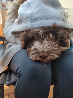 Nevertheless, despite the antiquity of the breed, the ICF officially recognized the Lagotto Roma ...