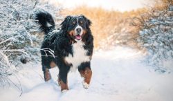 The average weight of the Bernese Mountain Dog ranges from 39-50 kg for males, 38-48 kg for fema ...